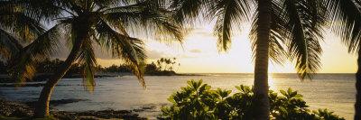 https://imgc.allpostersimages.com/img/posters/palm-trees-on-the-coast-kohala-coast-big-island-hawaii-usa_u-L-P169A50.jpg?artPerspective=n