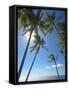 Palm Trees on Tropical Beach, Bali, Indonesia, Southeast Asia, Asia-Sakis Papadopoulos-Framed Stretched Canvas