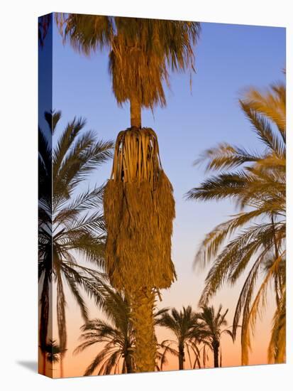 Palm Trees Outside the Old City Walls at Sunset, Jerusalem, Israel, Middle East-Gavin Hellier-Stretched Canvas