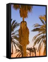 Palm Trees Outside the Old City Walls at Sunset, Jerusalem, Israel, Middle East-Gavin Hellier-Framed Stretched Canvas