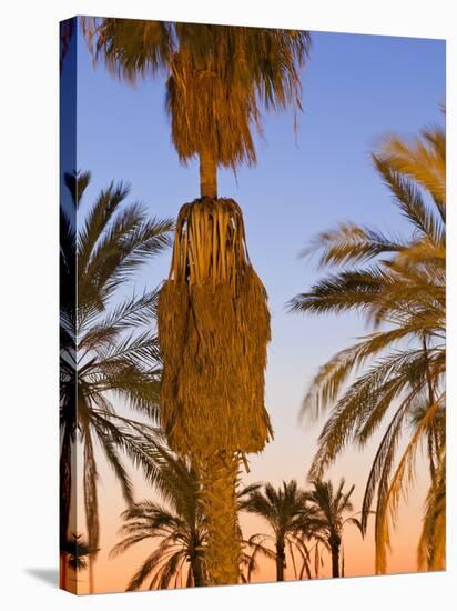 Palm Trees Outside the Old City Walls at Sunset, Jerusalem, Israel, Middle East-Gavin Hellier-Stretched Canvas