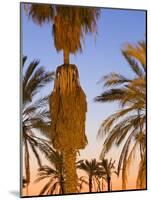 Palm Trees Outside the Old City Walls at Sunset, Jerusalem, Israel, Middle East-Gavin Hellier-Mounted Photographic Print