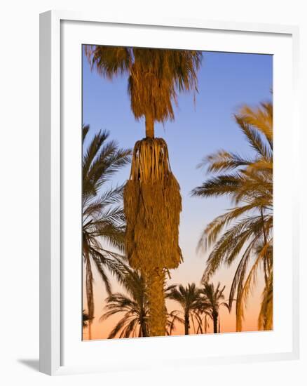 Palm Trees Outside the Old City Walls at Sunset, Jerusalem, Israel, Middle East-Gavin Hellier-Framed Photographic Print