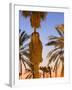 Palm Trees Outside the Old City Walls at Sunset, Jerusalem, Israel, Middle East-Gavin Hellier-Framed Photographic Print