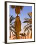 Palm Trees Outside the Old City Walls at Sunset, Jerusalem, Israel, Middle East-Gavin Hellier-Framed Photographic Print