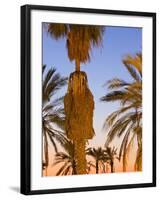 Palm Trees Outside the Old City Walls at Sunset, Jerusalem, Israel, Middle East-Gavin Hellier-Framed Photographic Print