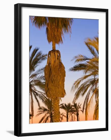 Palm Trees Outside the Old City Walls at Sunset, Jerusalem, Israel, Middle East-Gavin Hellier-Framed Photographic Print