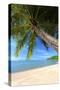 Palm Trees Overhanging Bangrak Beach, Koh Samui, Thailand, Southeast Asia, Asia-Lee Frost-Stretched Canvas