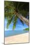 Palm Trees Overhanging Bangrak Beach, Koh Samui, Thailand, Southeast Asia, Asia-Lee Frost-Mounted Photographic Print