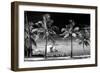 Palm Trees overlooking Downtown Miami - Florida-Philippe Hugonnard-Framed Premium Photographic Print