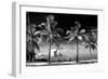 Palm Trees overlooking Downtown Miami - Florida-Philippe Hugonnard-Framed Premium Photographic Print