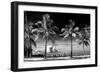 Palm Trees overlooking Downtown Miami - Florida-Philippe Hugonnard-Framed Photographic Print