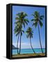 Palm Trees, Port Orly, Island of Espiritu Santo, Vanuatu, South Pacific, Pacific-Michael Runkel-Framed Stretched Canvas