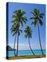 Palm Trees, Port Orly, Island of Espiritu Santo, Vanuatu, South Pacific, Pacific-Michael Runkel-Stretched Canvas