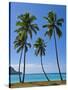 Palm Trees, Port Orly, Island of Espiritu Santo, Vanuatu, South Pacific, Pacific-Michael Runkel-Stretched Canvas