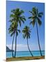 Palm Trees, Port Orly, Island of Espiritu Santo, Vanuatu, South Pacific, Pacific-Michael Runkel-Mounted Photographic Print