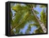 Palm Trees, Punta Cana, Dominican Republic, West Indies, Caribbean, Central America-Frank Fell-Framed Stretched Canvas