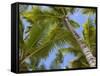 Palm Trees, Punta Cana, Dominican Republic, West Indies, Caribbean, Central America-Frank Fell-Framed Stretched Canvas