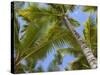 Palm Trees, Punta Cana, Dominican Republic, West Indies, Caribbean, Central America-Frank Fell-Stretched Canvas