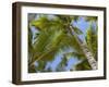 Palm Trees, Punta Cana, Dominican Republic, West Indies, Caribbean, Central America-Frank Fell-Framed Photographic Print