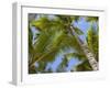 Palm Trees, Punta Cana, Dominican Republic, West Indies, Caribbean, Central America-Frank Fell-Framed Photographic Print