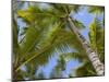 Palm Trees, Punta Cana, Dominican Republic, West Indies, Caribbean, Central America-Frank Fell-Mounted Photographic Print