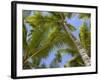 Palm Trees, Punta Cana, Dominican Republic, West Indies, Caribbean, Central America-Frank Fell-Framed Photographic Print
