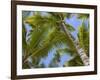 Palm Trees, Punta Cana, Dominican Republic, West Indies, Caribbean, Central America-Frank Fell-Framed Photographic Print