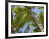 Palm Trees, Punta Cana, Dominican Republic, West Indies, Caribbean, Central America-Frank Fell-Framed Photographic Print