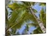 Palm Trees, Punta Cana, Dominican Republic, West Indies, Caribbean, Central America-Frank Fell-Mounted Photographic Print
