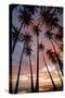 Palm Trees, Royal Kamehameha Coconut Palm Grove, Molokai, Hawaii, USA-Charles Gurche-Stretched Canvas