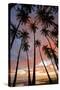 Palm Trees, Royal Kamehameha Coconut Palm Grove, Molokai, Hawaii, USA-Charles Gurche-Stretched Canvas