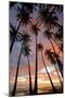 Palm Trees, Royal Kamehameha Coconut Palm Grove, Molokai, Hawaii, USA-Charles Gurche-Mounted Photographic Print