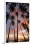 Palm Trees, Royal Kamehameha Coconut Palm Grove, Molokai, Hawaii, USA-Charles Gurche-Framed Photographic Print