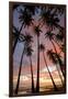 Palm Trees, Royal Kamehameha Coconut Palm Grove, Molokai, Hawaii, USA-Charles Gurche-Framed Photographic Print