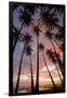 Palm Trees, Royal Kamehameha Coconut Palm Grove, Molokai, Hawaii, USA-Charles Gurche-Framed Photographic Print