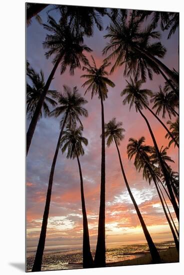 Palm Trees, Royal Kamehameha Coconut Palm Grove, Molokai, Hawaii, USA-Charles Gurche-Mounted Premium Photographic Print