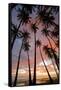 Palm Trees, Royal Kamehameha Coconut Palm Grove, Molokai, Hawaii, USA-Charles Gurche-Framed Stretched Canvas