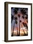 Palm Trees, Royal Kamehameha Coconut Palm Grove, Molokai, Hawaii, USA-Charles Gurche-Framed Photographic Print