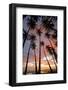 Palm Trees, Royal Kamehameha Coconut Palm Grove, Molokai, Hawaii, USA-Charles Gurche-Framed Photographic Print