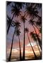 Palm Trees, Royal Kamehameha Coconut Palm Grove, Molokai, Hawaii, USA-Charles Gurche-Mounted Photographic Print