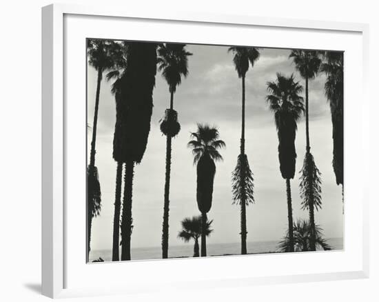 Palm Trees, Santa Barbara, California, 1958-Brett Weston-Framed Photographic Print