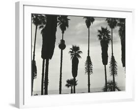 Palm Trees, Santa Barbara, California, 1958-Brett Weston-Framed Photographic Print