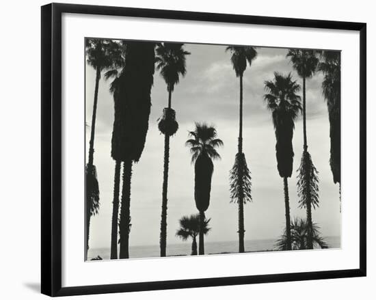 Palm Trees, Santa Barbara, California, 1958-Brett Weston-Framed Photographic Print