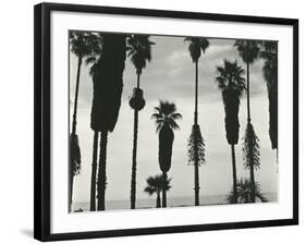 Palm Trees, Santa Barbara, California, 1958-Brett Weston-Framed Photographic Print