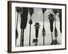 Palm Trees, Santa Barbara, California, 1958-Brett Weston-Framed Photographic Print