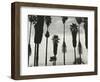 Palm Trees, Santa Barbara, California, 1958-Brett Weston-Framed Photographic Print