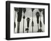 Palm Trees, Santa Barbara, California, 1958-Brett Weston-Framed Photographic Print