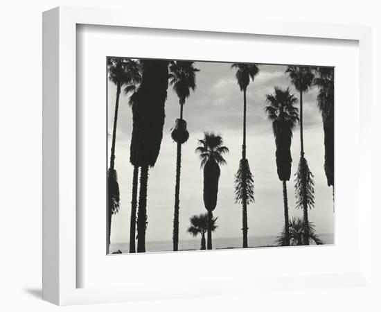 Palm Trees, Santa Barbara, California, 1958-Brett Weston-Framed Photographic Print