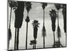 Palm Trees, Santa Barbara, California, 1958-Brett Weston-Mounted Photographic Print